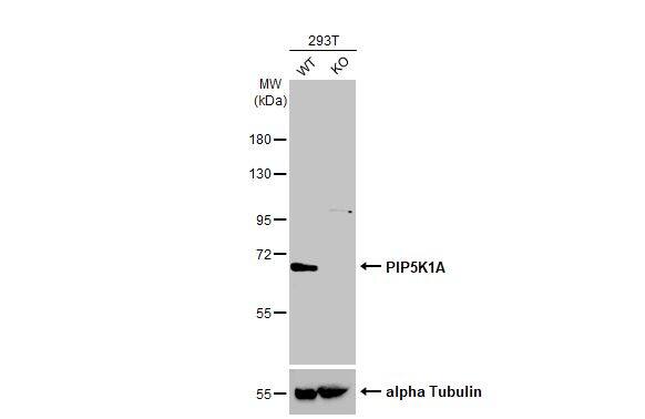 PIP5K1 alpha Antibody