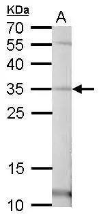 Pirin Antibody - BSA Free
