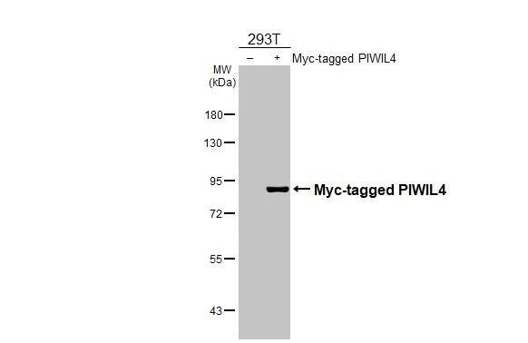 PIWIL4 Antibody - BSA Free