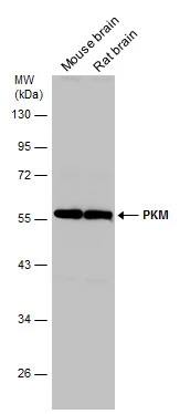 PKM2 Antibody