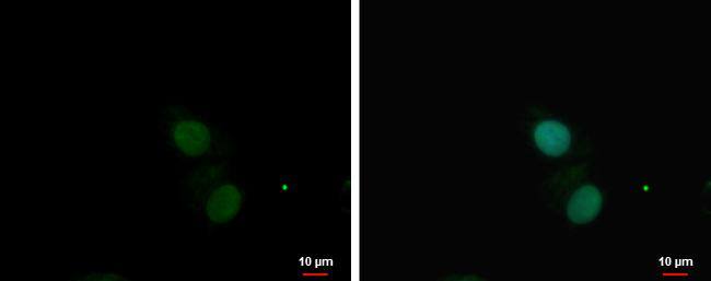 PKNOX1 Antibody - BSA Free