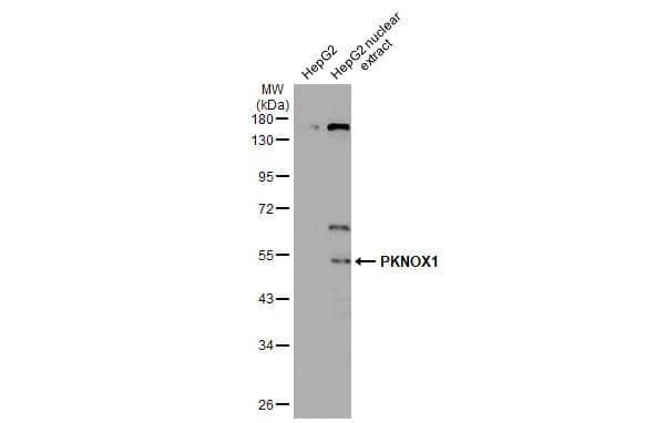 PKNOX1 Antibody - BSA Free