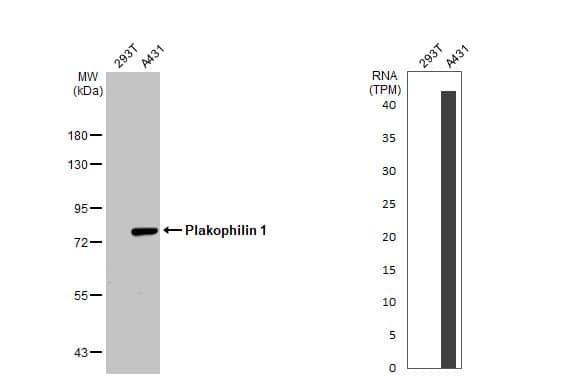 Plakophilin 1 Antibody