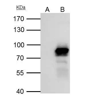PLAP Antibody - BSA Free