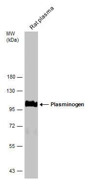 Plasminogen Antibody