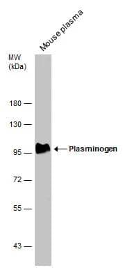 Plasminogen Antibody