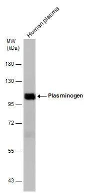 Plasminogen Antibody