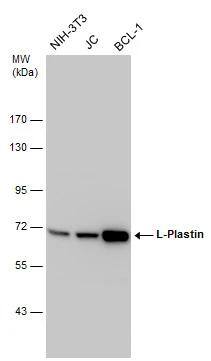 Plastin L Antibody - BSA Free