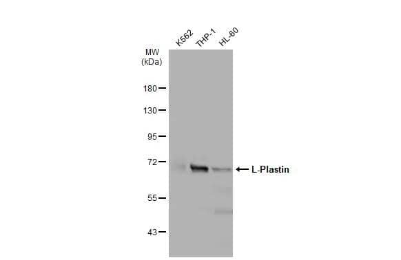 Plastin L Antibody - BSA Free