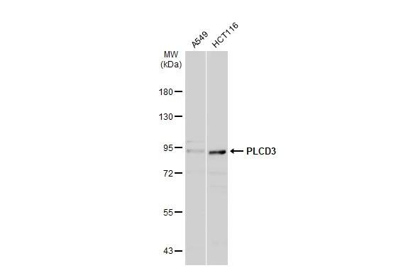 PLC-delta 3 Antibody