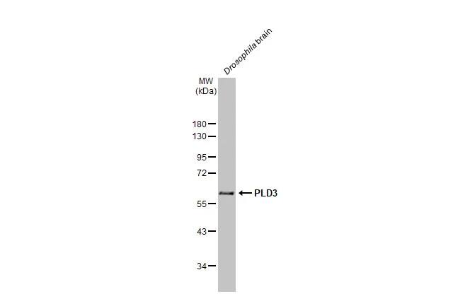 PLD3/Phospholipase D3 Antibody
