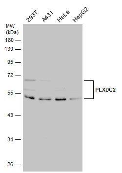 Plxdc2 Antibody