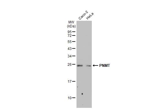 PNMT Antibody