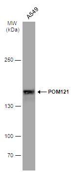 POM121 Antibody
