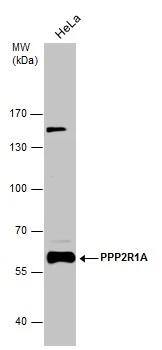 PPP2R1A Antibody - BSA Free