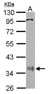 PPP6C Antibody