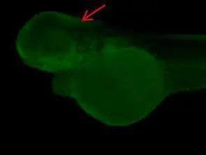 PPP6C Antibody - BSA Free