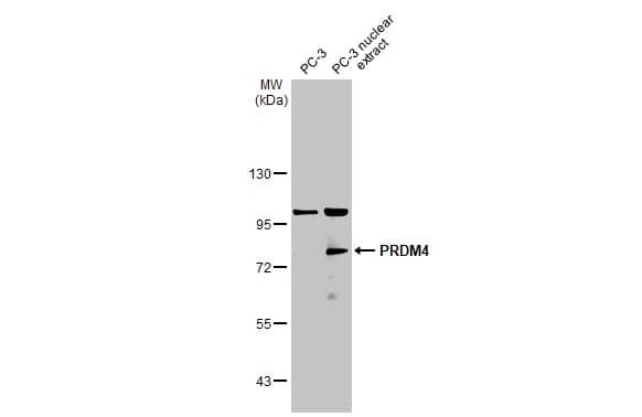 PRDM4 Antibody