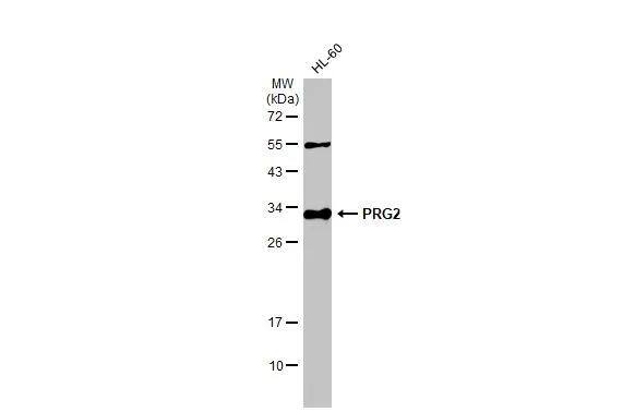 MBP-1 Antibody - BSA Free