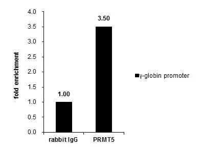 PRMT5 Antibody
