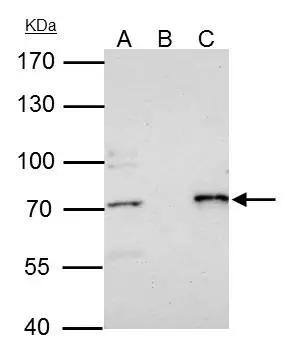 PRMT5 Antibody