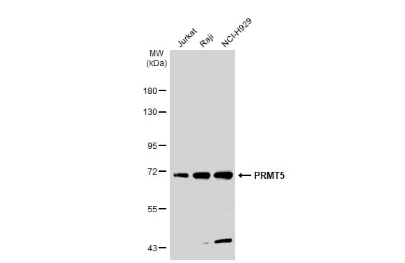 PRMT5 Antibody