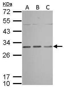 Prohibitin Antibody - BSA Free