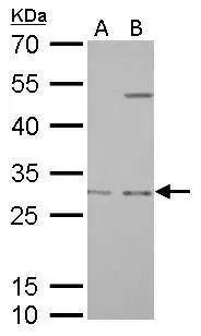 Prohibitin Antibody - BSA Free
