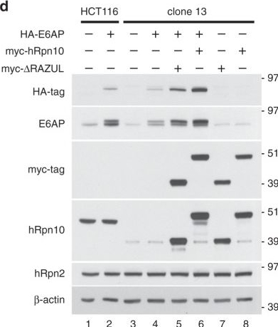 S5a/Angiocidin Antibody