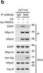 S5a/Angiocidin Antibody