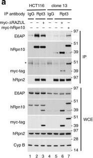 S5a/Angiocidin Antibody