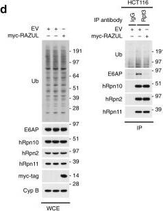 S5a/Angiocidin Antibody