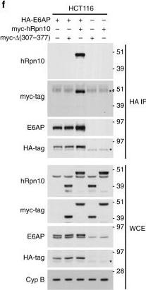 S5a/Angiocidin Antibody