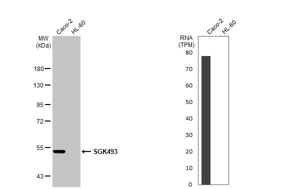 Protein kinase-like protein SgK493 Antibody