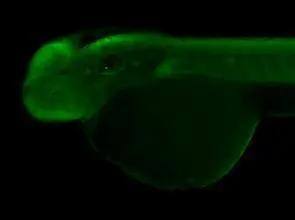 Protein mab-21-like 1 Antibody - BSA Free
