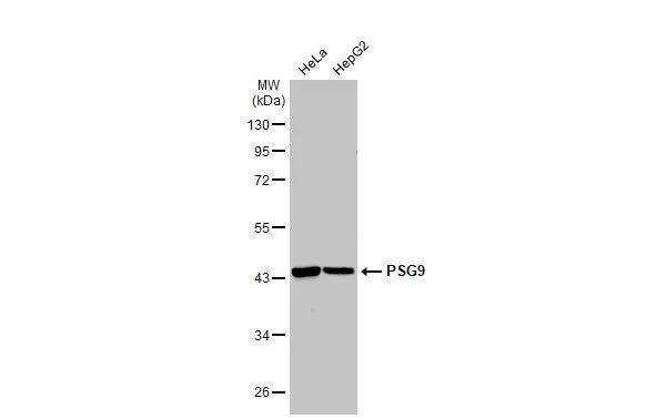 PSG9 Antibody - BSA Free