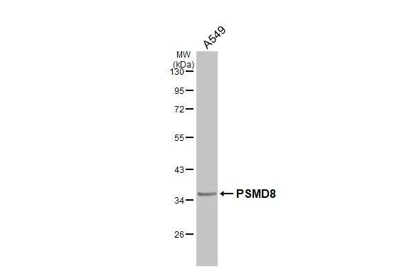 PSMD8 Antibody - BSA Free
