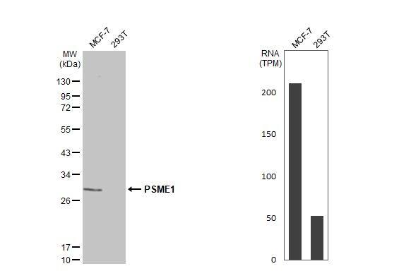 PA28 Activator alpha Subunit/PSME1 Antibody