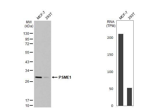 PA28 Activator alpha Subunit/PSME1 Antibody
