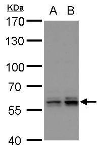 PTBP2 Antibody - BSA Free