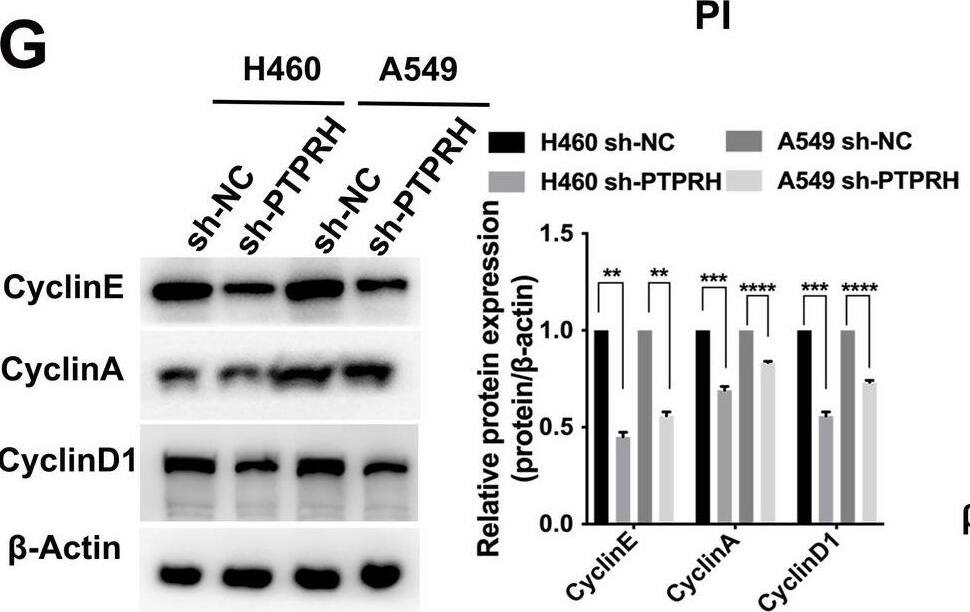 PTPRH Antibody - BSA Free