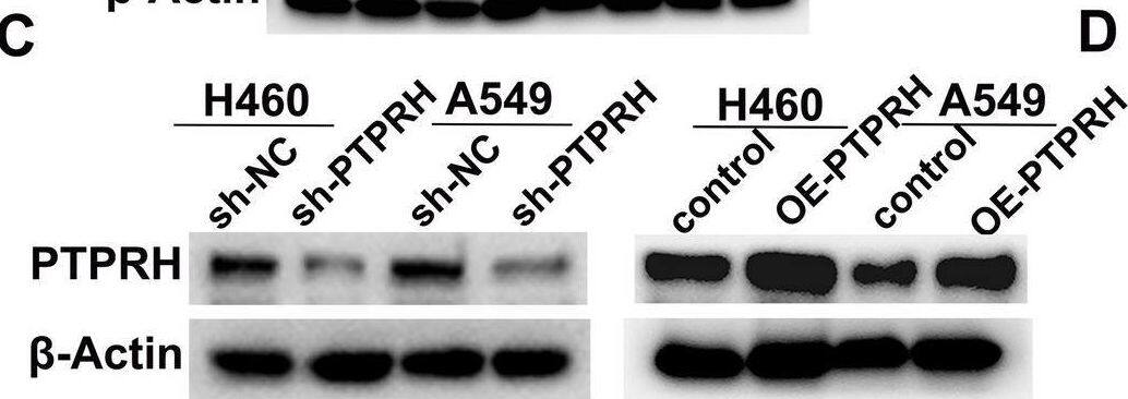 PTPRH Antibody - BSA Free