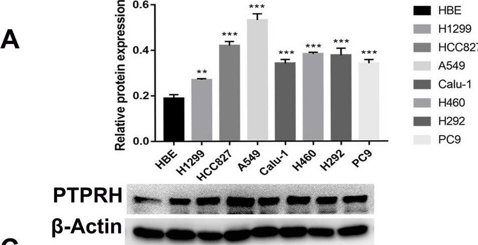 PTPRH Antibody - BSA Free