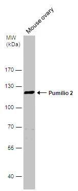 PUM2 Antibody - BSA Free