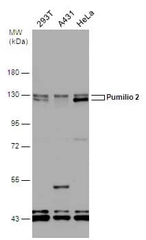 PUM2 Antibody