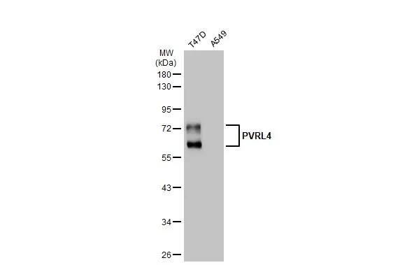 Nectin-4/PVRL4 Antibody