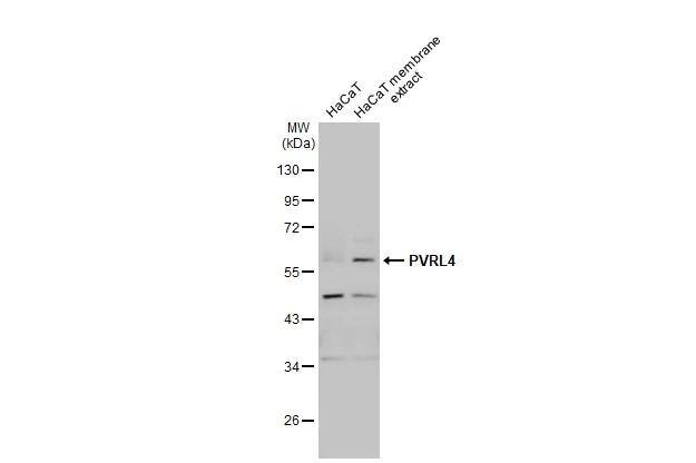 Nectin-4/PVRL4 Antibody - BSA Free