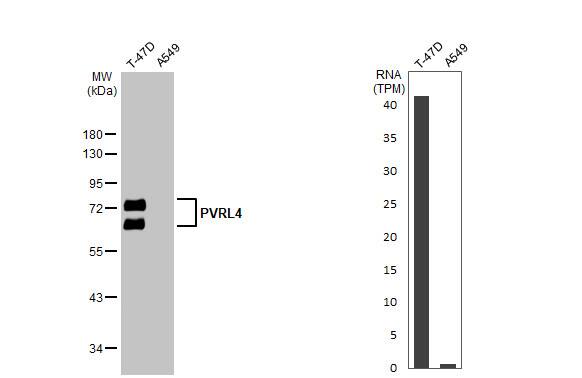 Nectin-4/PVRL4 Antibody - BSA Free