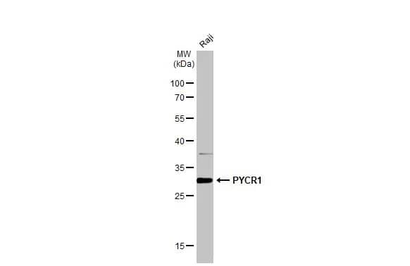 PYCR1 Antibody