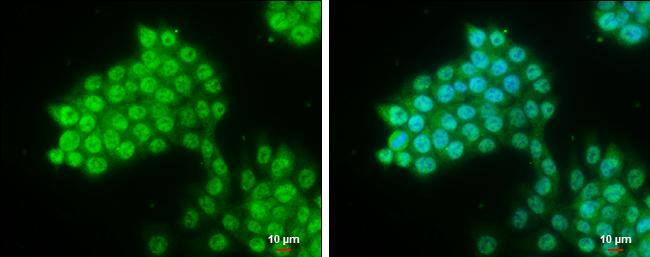 Pygopus-2 Antibody - BSA Free